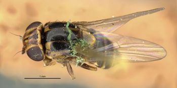 Media type: image;   Entomology 13369 Aspect: habitus dorsal view